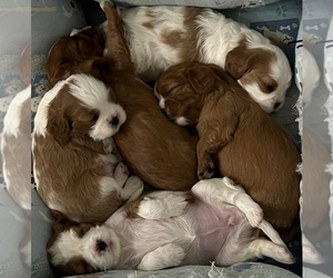 Cavalier King Charles Spaniel Litter for sale in LYMAN, SC, USA