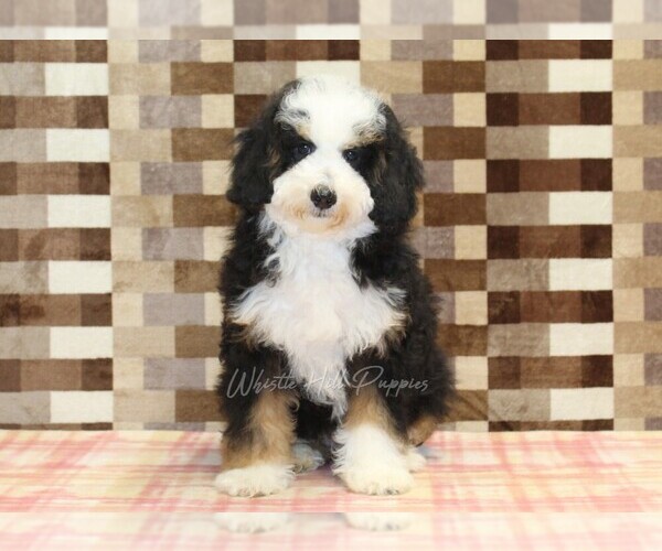 Medium Photo #3 Miniature Bernedoodle Puppy For Sale in DENVER, PA, USA