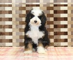 Small #2 Miniature Bernedoodle