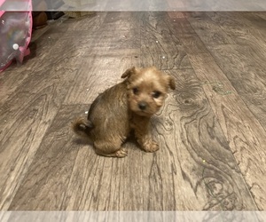 Unknown-Yorkshire Terrier Mix Puppy for sale in DURANGO, IA, USA