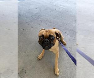 Pug Dogs for adoption in Bakersfield, CA, USA