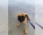Small Pug