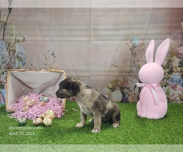 Medium Photo #20 Catahoula Leopard Dog Puppy For Sale in CUMBY, TX, USA