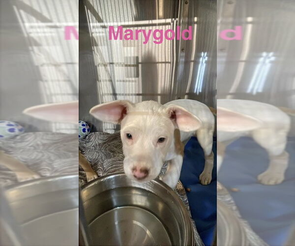 Medium Photo #5 Mutt Puppy For Sale in Foristell, MO, USA