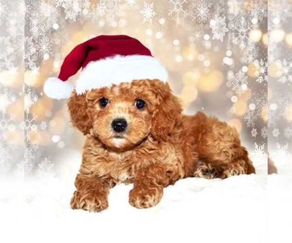 Medium Photo #2 Poodle (Toy) Puppy For Sale in DEAL, NJ, USA