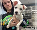 Small #2 Labrador Retriever Mix