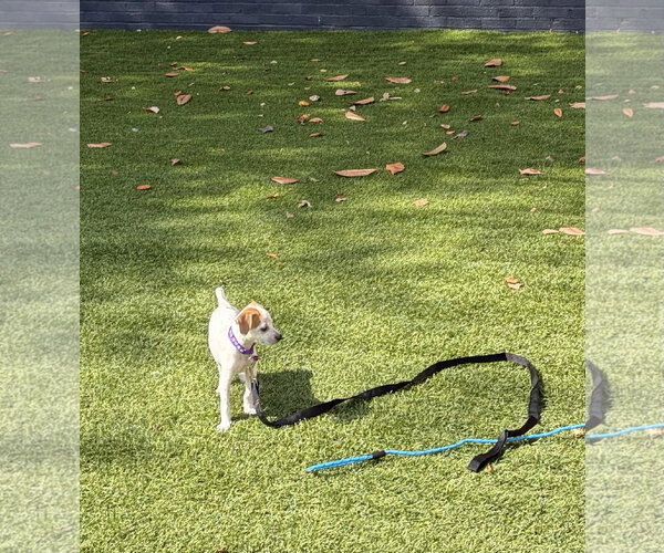 Medium Photo #1 Mutt Puppy For Sale in Kannapolis, NC, USA