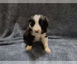 Small Photo #287 Border Collie Puppy For Sale in NORBORNE, MO, USA