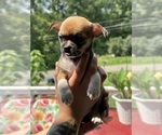 Puppy Dean Chihuahua