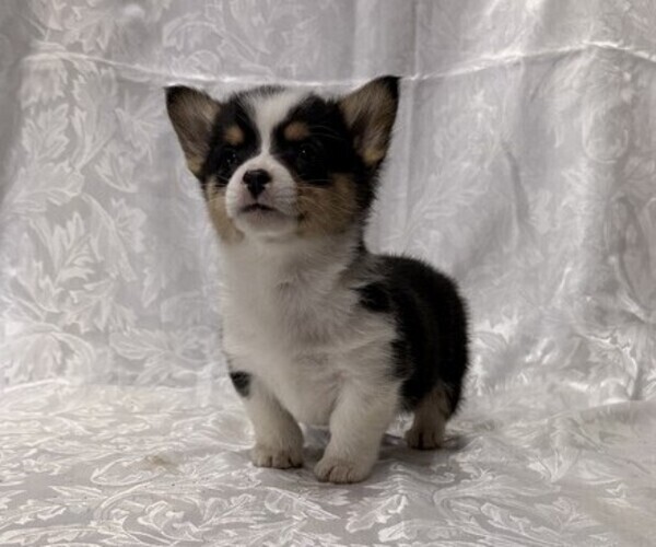 Medium Photo #2 Pembroke Welsh Corgi Puppy For Sale in STANLEY, WI, USA