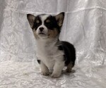 Small #1 Pembroke Welsh Corgi