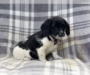 Poogle Puppy for sale in LAKELAND, FL, USA