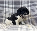 Small Photo #1 Poogle Puppy For Sale in LAKELAND, FL, USA