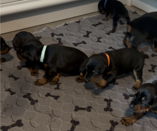 Medium Photo #16 Doberman Pinscher Puppy For Sale in CHEPACHET, RI, USA