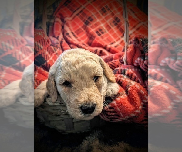 Medium Photo #6 F2 Aussiedoodle Puppy For Sale in LOUISA, VA, USA