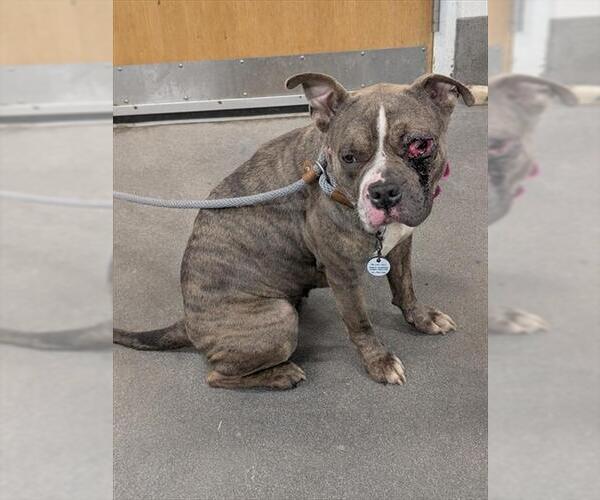 Medium Photo #1 Mutt Puppy For Sale in Forestville, MD, USA