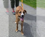 Small #1 Mutt