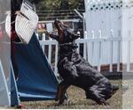 Small Photo #47 Doberman Pinscher Puppy For Sale in FORT LAUDERDALE, FL, USA