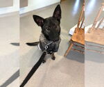 Small #6 German Shepherd Dog