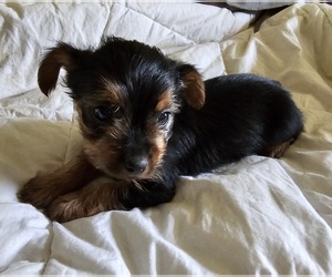 Yorkshire Terrier Puppy for sale in BLANCHARD, LA, USA
