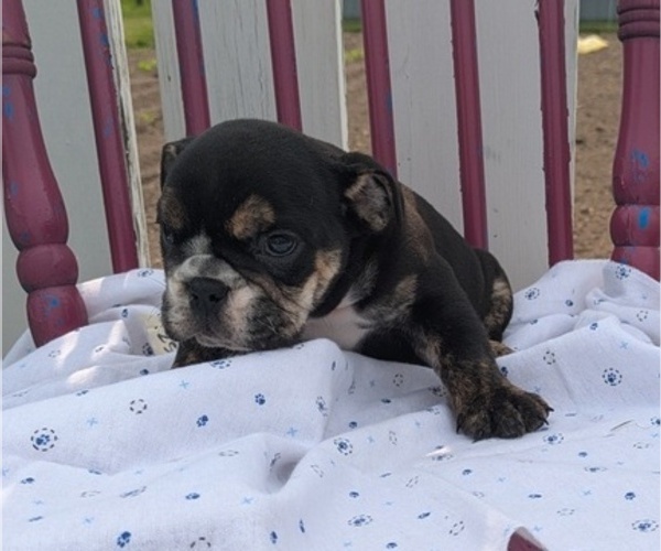 Medium Photo #5 English Bulldog Puppy For Sale in GOSHEN, IN, USA