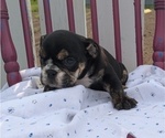 Small #4 English Bulldog