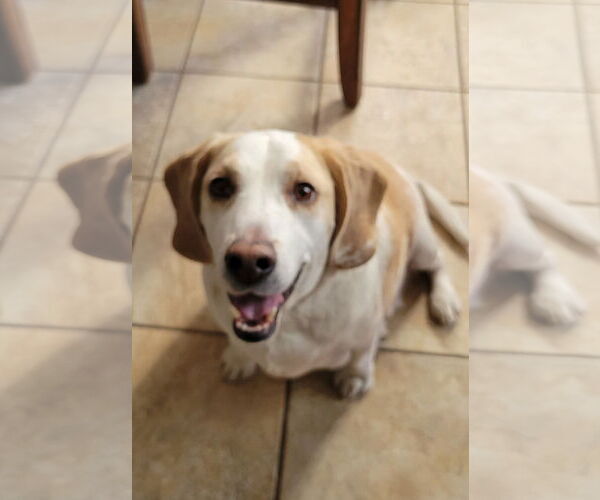 Medium Photo #3 Beagle Puppy For Sale in Las Vegas, NV, USA