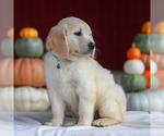 Lucy - Female Golden Retriever Puppy for Sale - Photo #4