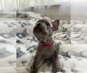 French Bulldog Puppy for sale in FORT MORGAN, CO, USA