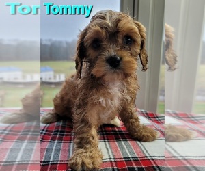 Cavapoo Puppy for sale in HOLTON, MI, USA