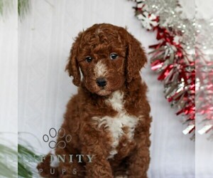 Goldendoodle (Miniature) Puppy for sale in LITITZ, PA, USA