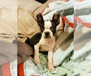 Boston Terrier Puppy for sale in PLAINFIELD, IN, USA
