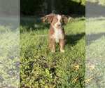 Small Photo #16 Australian Shepherd Puppy For Sale in VACAVILLE, CA, USA