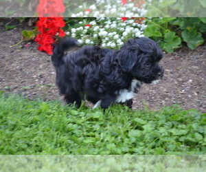 Medium Shih-Poo