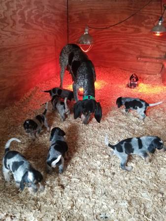 Medium Photo #1 Bluetick Coonhound Puppy For Sale in HOLLAND, TX, USA