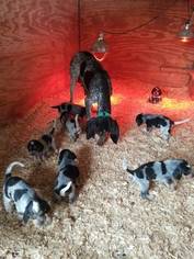 Bluetick Coonhound Puppy for sale in HOLLAND, TX, USA