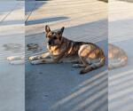 Small Photo #3  Puppy For Sale in , 
