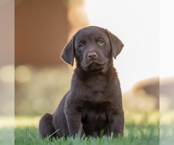 Medium Photo #2 Labrador Retriever-Unknown Mix Puppy For Sale in San Diego, CA, USA