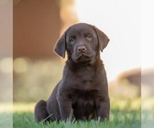Huckleberry Finn Pup - Papp - Male Labrador Retriever-Unknown Mix Dog for Adoption - Photo #2
