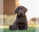 Small Photo #2 Labrador Retriever-Unknown Mix Puppy For Sale in San Diego, CA, USA
