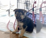 Small Photo #1 German Shepherd Dog Puppy For Sale in TAMPA, FL, USA