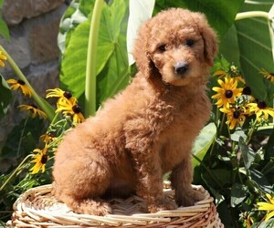 Goldendoodle-Poodle (Miniature) Mix Puppy for sale in FREDERICKSBG, OH, USA