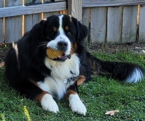 Medium Photo #1 Bernese Mountain Dog Puppy For Sale in LANSING, MI, USA