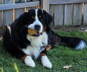 Father of the Bernese Mountain Dog puppies born on 04/03/2025