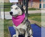 Small Huskies  Mix