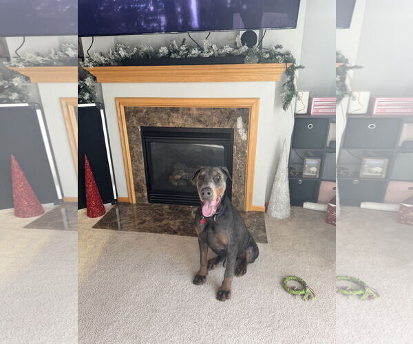 Medium Photo #3 Doberman Pinscher Puppy For Sale in Minneaoplis, MN, USA