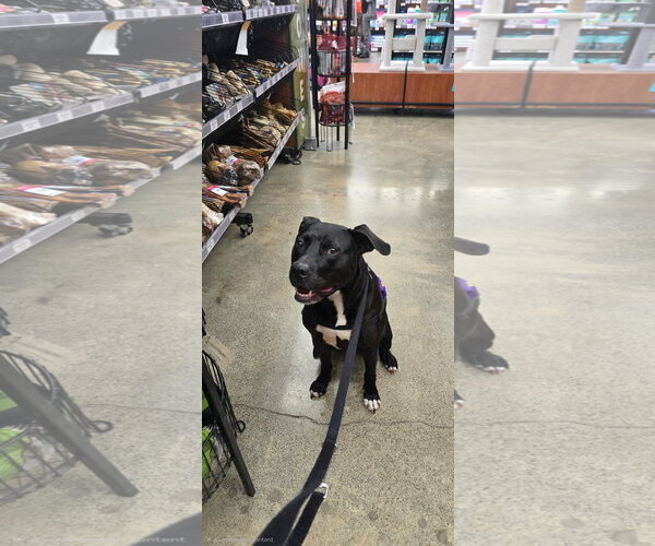 Medium Photo #3 American Pit Bull Terrier Puppy For Sale in Berkeley, CA, USA