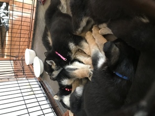 German Shepherd Dog-Siberian Husky Mix Puppy for sale in HIGGINSVILLE, MO, USA