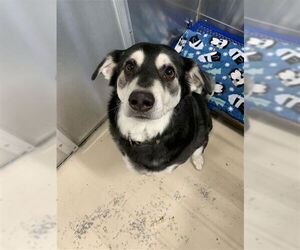 Siberian Husky Dogs for adoption in Fairbanks, AK, USA