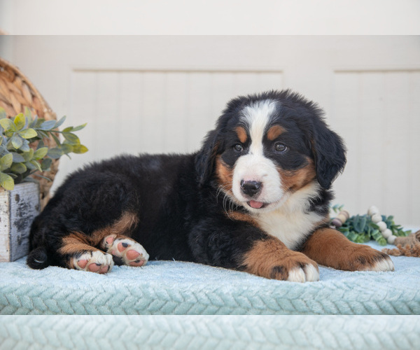 Medium Photo #4 Bernese Mountain Dog Puppy For Sale in BIRD IN HAND, PA, USA